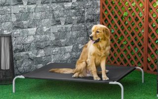 Un caine pe un un patut de caini negru in gradina