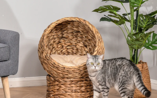 Pisica linga culcus de pisici