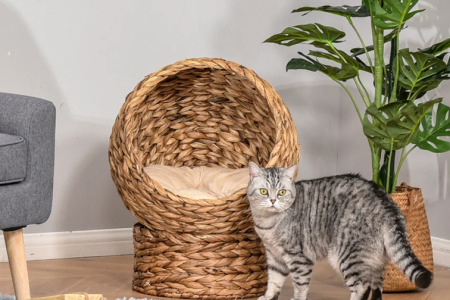 Pisica linga culcus de pisici